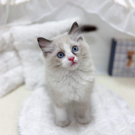 岐阜県のラグドール (犬の家＆猫の里カラフルタウン岐阜店/2025年6月29日生まれ/男の子/ブルーポイントバイカラー)の子猫の2枚目の画像