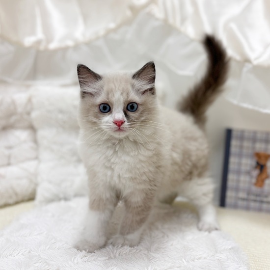 岐阜県のラグドール (犬の家＆猫の里カラフルタウン岐阜店/2025年6月29日生まれ/男の子/ブルーポイントバイカラー)の子猫の2枚目の画像