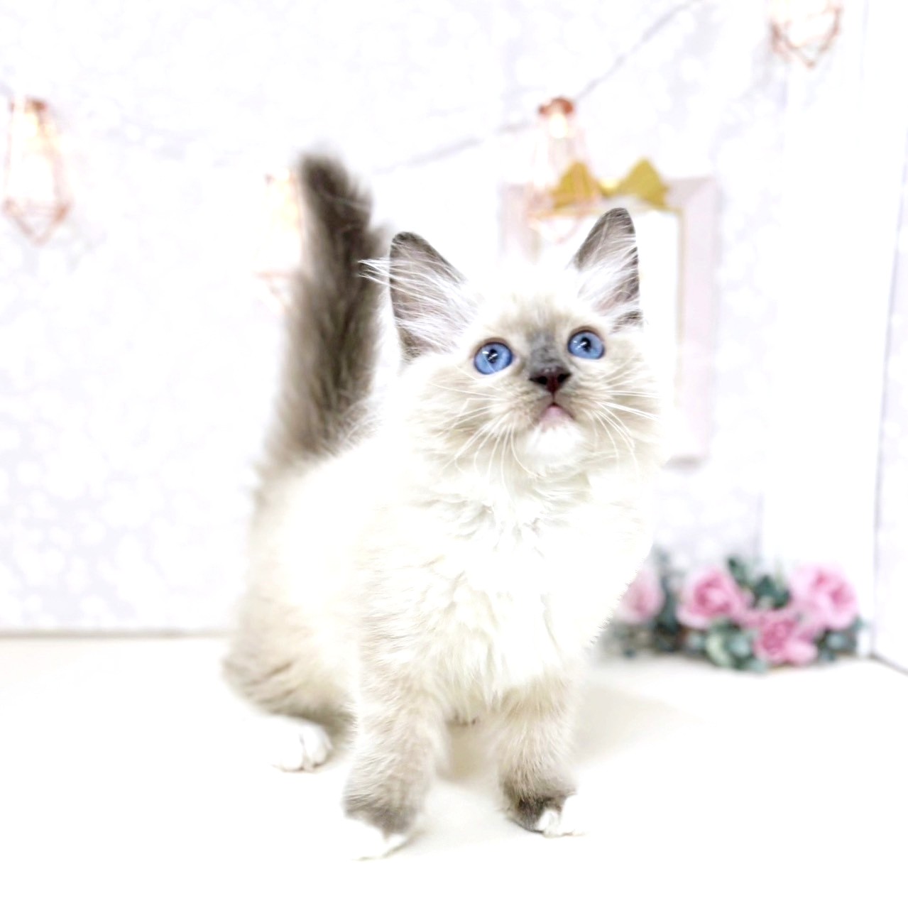 富山県のラグドール (犬の家＆猫の里アミーゴ高岡蓮花寺店/2025年6月29日生まれ/女の子/ブルーポイントミテッド)の子猫の2枚目の画像