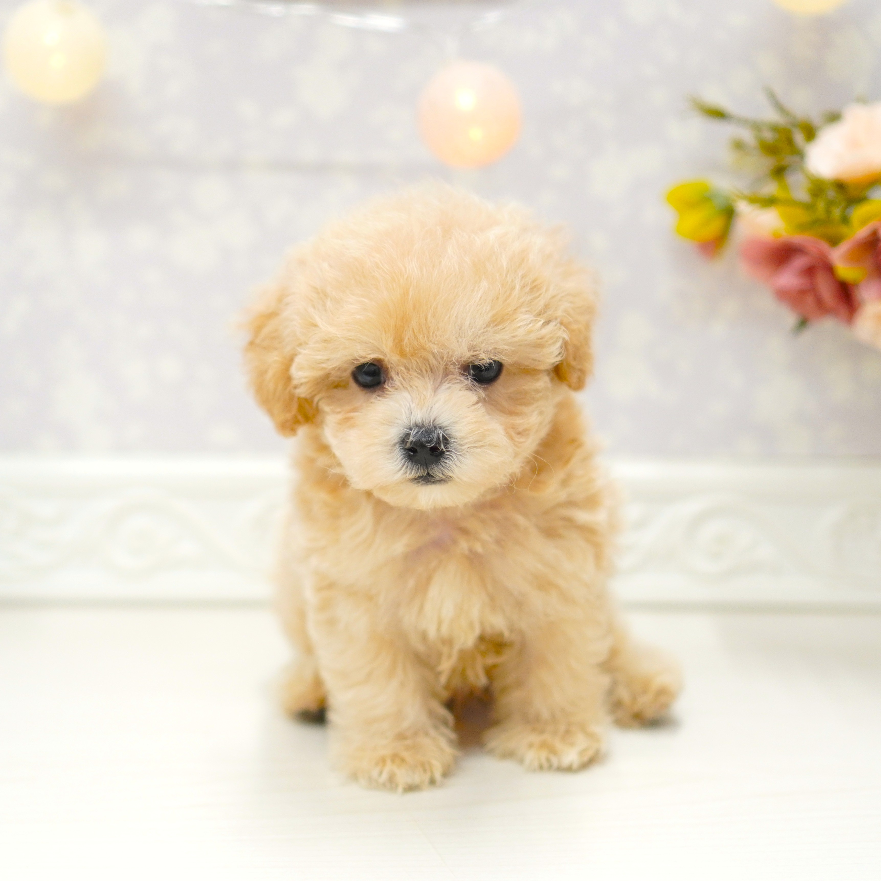 富山県のマルプー(マルチーズ×プードル) (犬の家＆猫の里アミーゴ山室店/2025年7月1日生まれ/男の子/アプリコット)の子犬の1枚目の画像