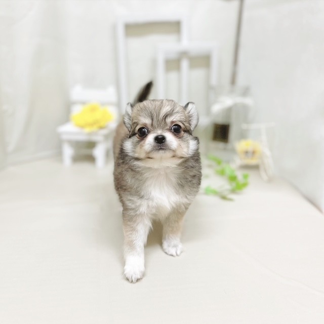 静岡県のチワワ(ロング) (犬の家＆猫の里藤枝店/2025年7月1日生まれ/男の子/フォーンホワイト)の子犬の2枚目の画像