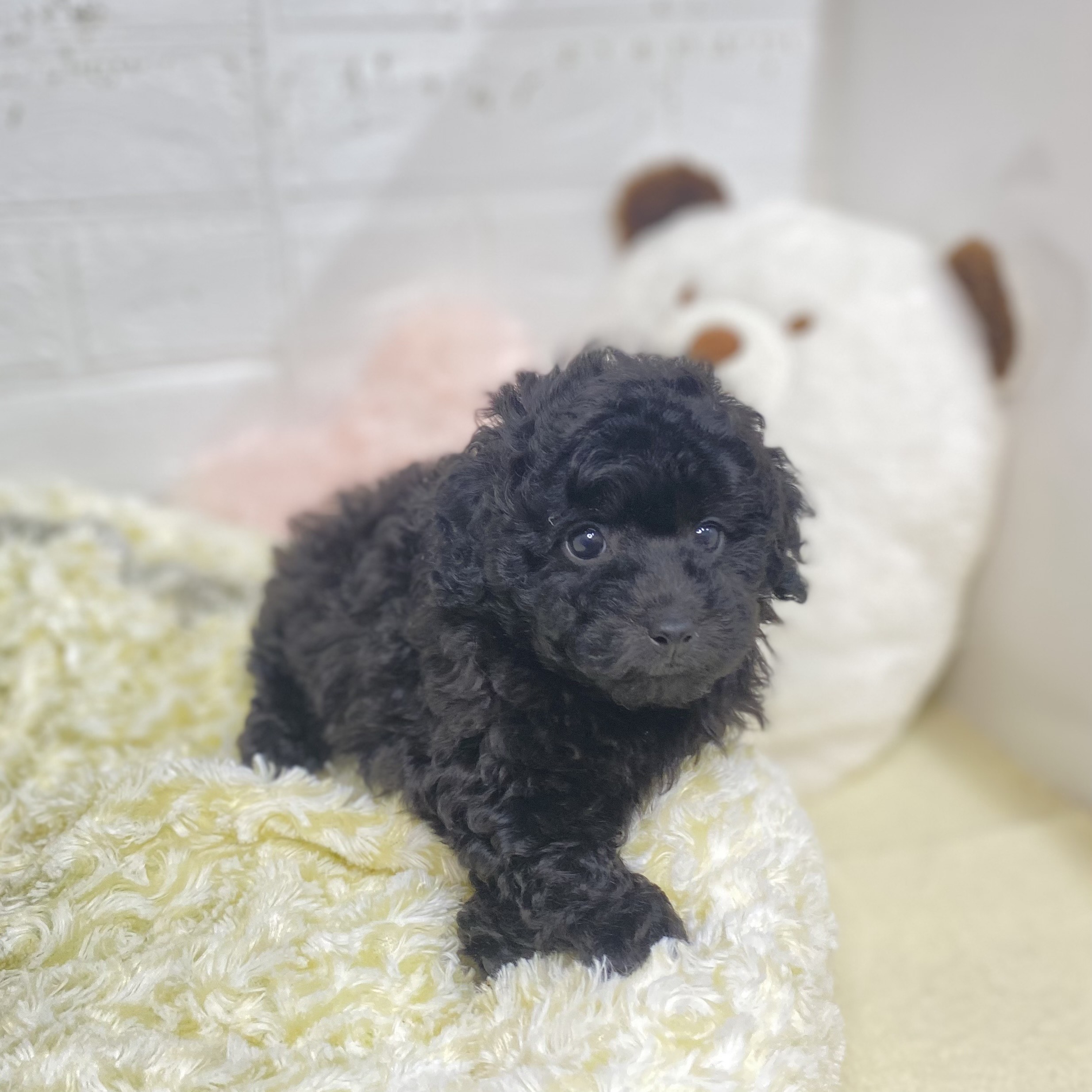 長野県のトイプードル(トイ) (犬の家＆猫の里長野店/2025年6月30日生まれ/女の子/ブラック)の子犬の2枚目の画像