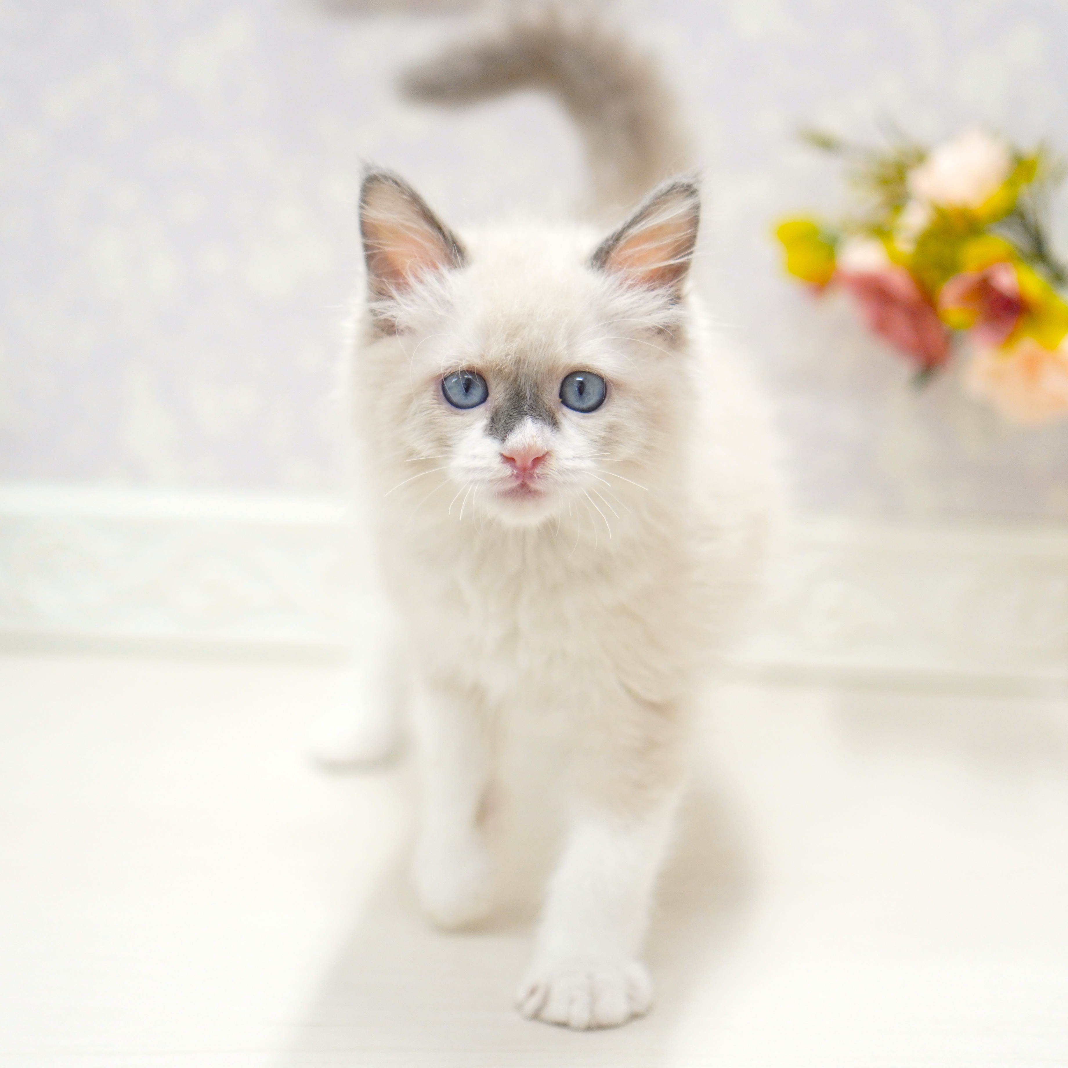 富山県のラグドール (犬の家＆猫の里アミーゴ山室店/2025年6月29日生まれ/男の子/ブルーポイント)の子猫