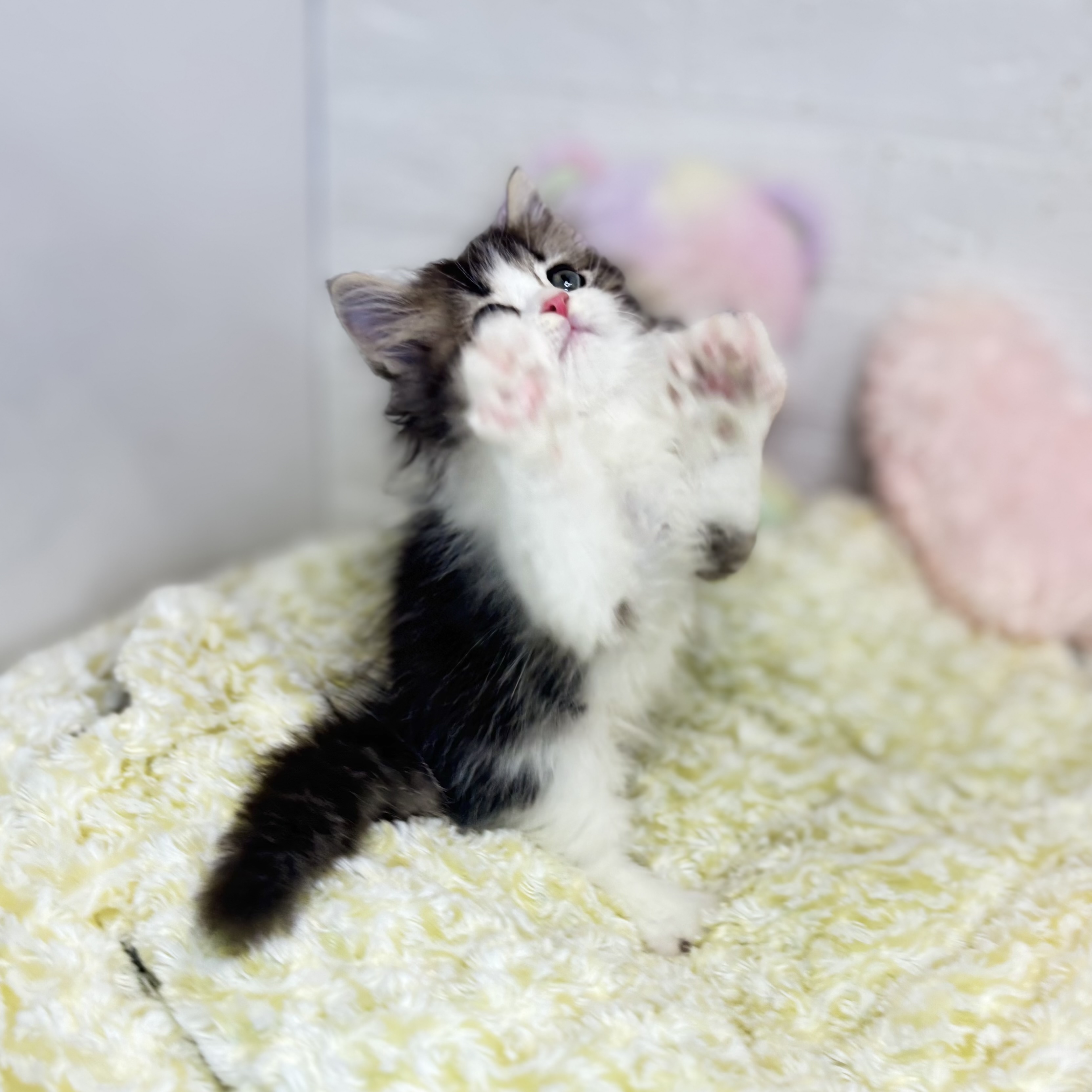 長野県のミヌエット (犬の家＆猫の里長野店/2025年6月26日生まれ/男の子/ブラウンタビーホワイト)の子猫の2枚目の画像