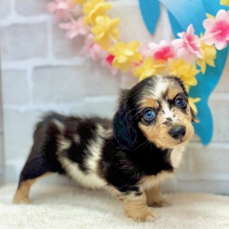 静岡県のミニチュアダックスフンド(ロング) (犬の家＆猫の里プレ葉ウォーク浜北店/2025年6月29日生まれ/男の子/チョコレート＆タン、パイボールド)の子犬の1枚目の画像