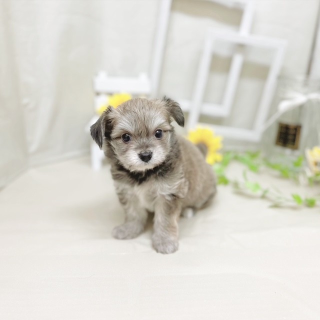 静岡県のハーフ犬・ミックス犬 (犬の家＆猫の里藤枝店/2025年6月28日生まれ/男の子/レッドホワイト)の子犬の1枚目の画像
