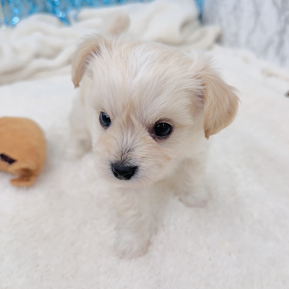 愛知県のハーフ犬・ミックス犬 (犬の家＆猫の里エアポートウォーク店/2025年6月28日生まれ/男の子/クリーム)の子犬の2枚目の画像