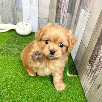 静岡県のペキプー(ペキニーズ×プードル) (犬の家＆猫の里マークイズ静岡店/2025年6月30日生まれ/女の子/アプリコット)の子犬の1枚目の画像