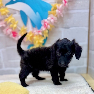 静岡県のダップー(ダックス×プードル) (犬の家＆猫の里プレ葉ウォーク浜北店/2025年6月28日生まれ/男の子/ブラック)の子犬の1枚目の画像