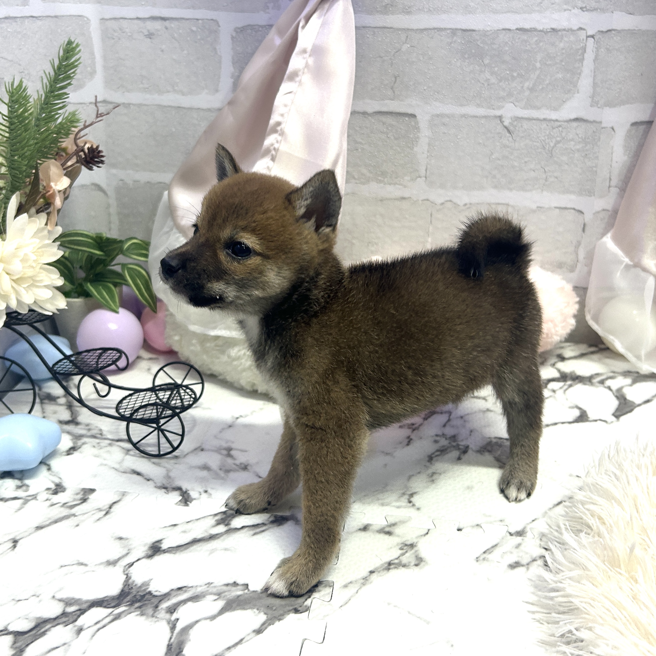 愛知県の豆柴 (犬の家＆猫の里岡崎店/2025年6月30日生まれ/女の子/赤)の子犬の2枚目の画像
