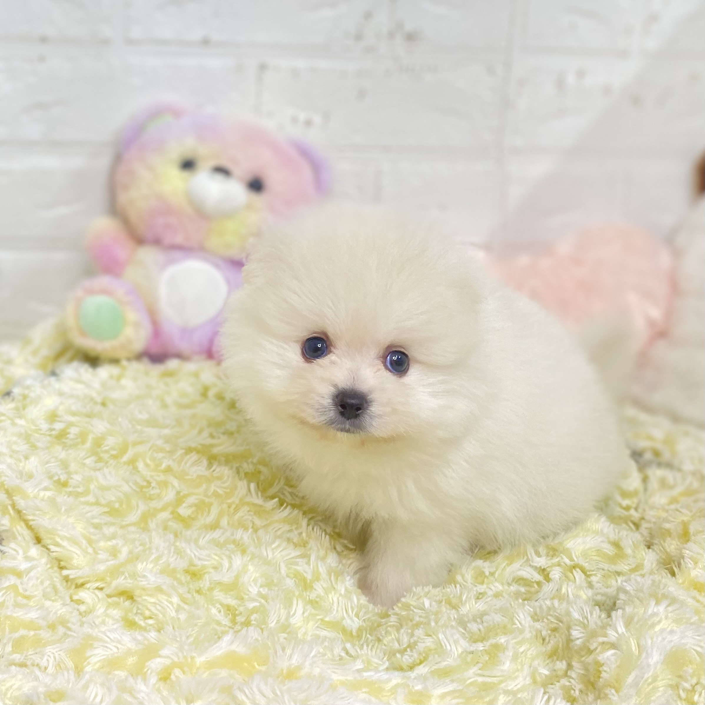 長野県のポメラニアン (犬の家＆猫の里長野店/2025年6月30日生まれ/男の子/クリーム)の子犬の2枚目の画像