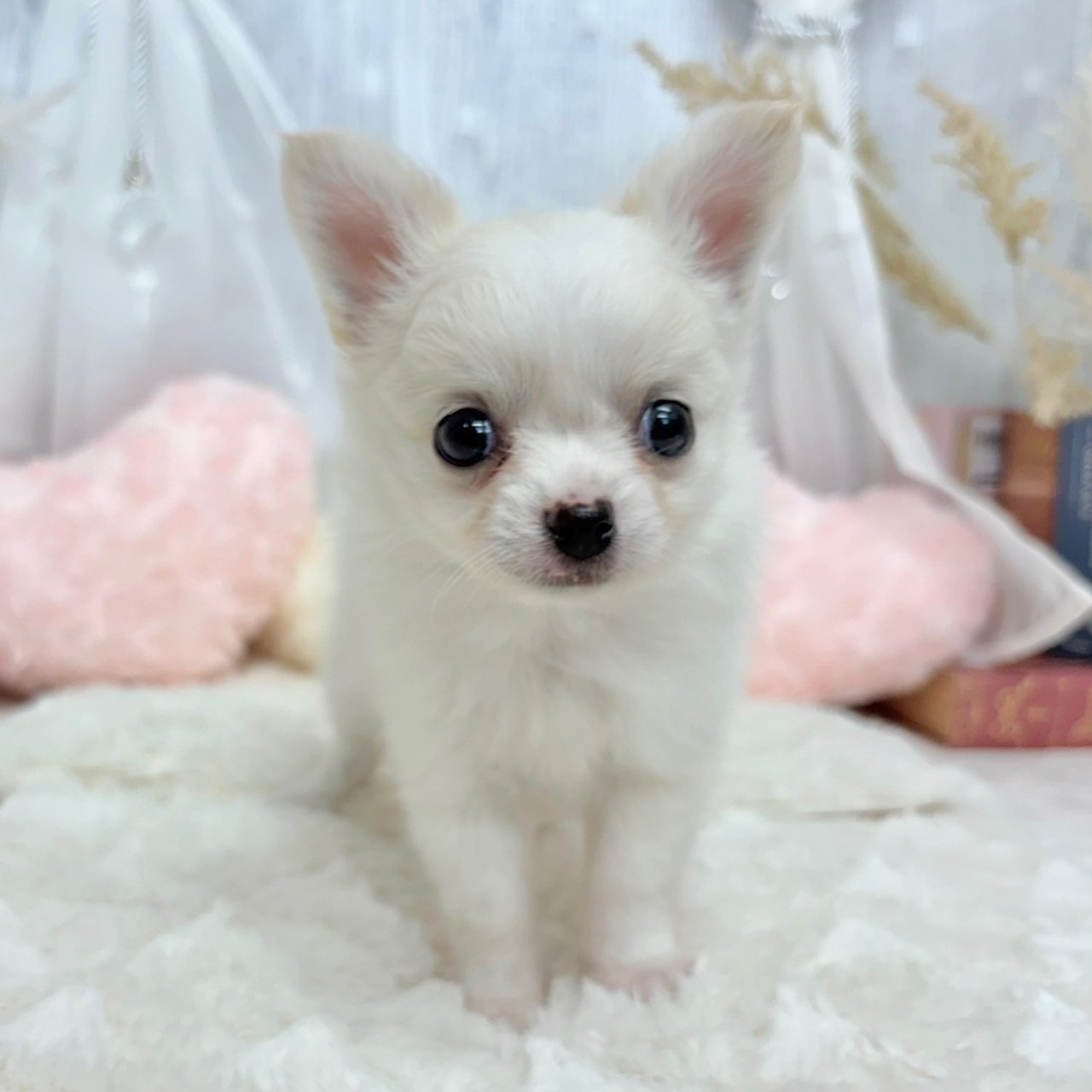 神奈川県のチワワ(ロング) (犬の家＆猫の里相模原店/2025年6月29日生まれ/男の子/ホワイトクリーム)の子犬の2枚目の画像