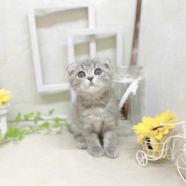 静岡県のスコティッシュフォールド (犬の家＆猫の里藤枝店/2025年6月30日生まれ/男の子/ブルータビー)の子猫の1枚目の画像