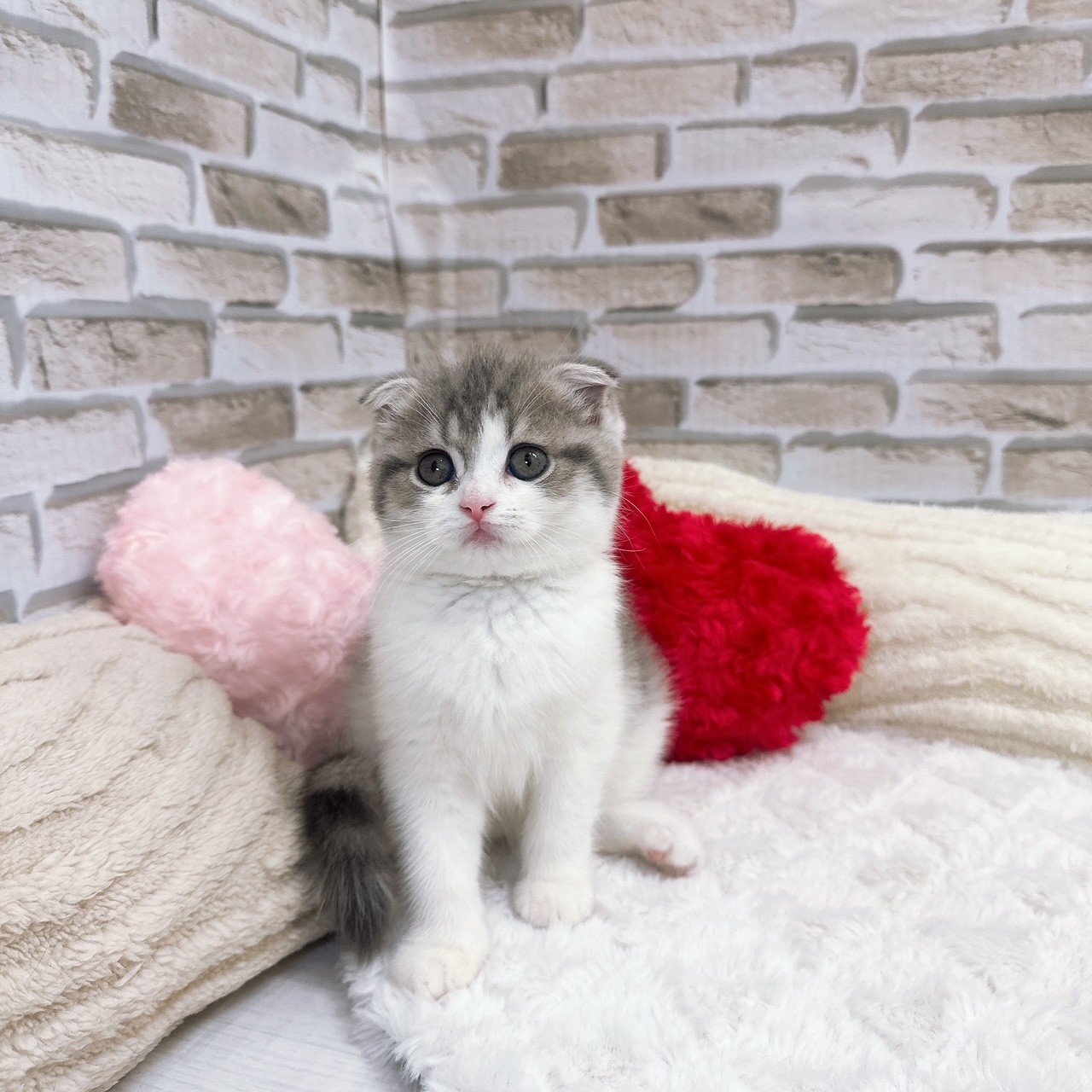 神奈川県のスコティッシュフォールド (犬の家＆猫の里モザイクモール港北店/2025年6月28日生まれ/女の子/ブルータビーホワイト)の子猫の1枚目の画像