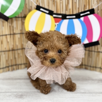 神奈川県のティーカッププードル (犬の家＆猫の里小田原店/2025年6月30日生まれ/男の子/アプリコット)の子犬の1枚目の画像