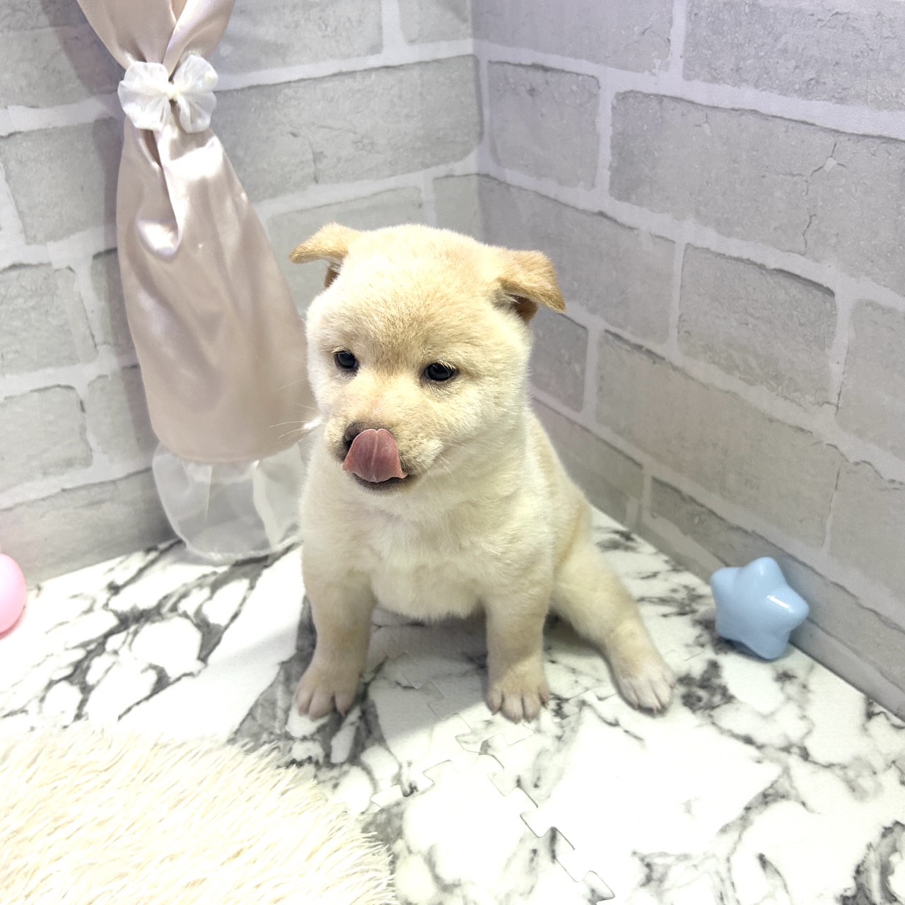 愛知県の柴犬(標準サイズ) (犬の家＆猫の里岡崎店/2025年7月1日生まれ/男の子/白)の子犬の2枚目の画像