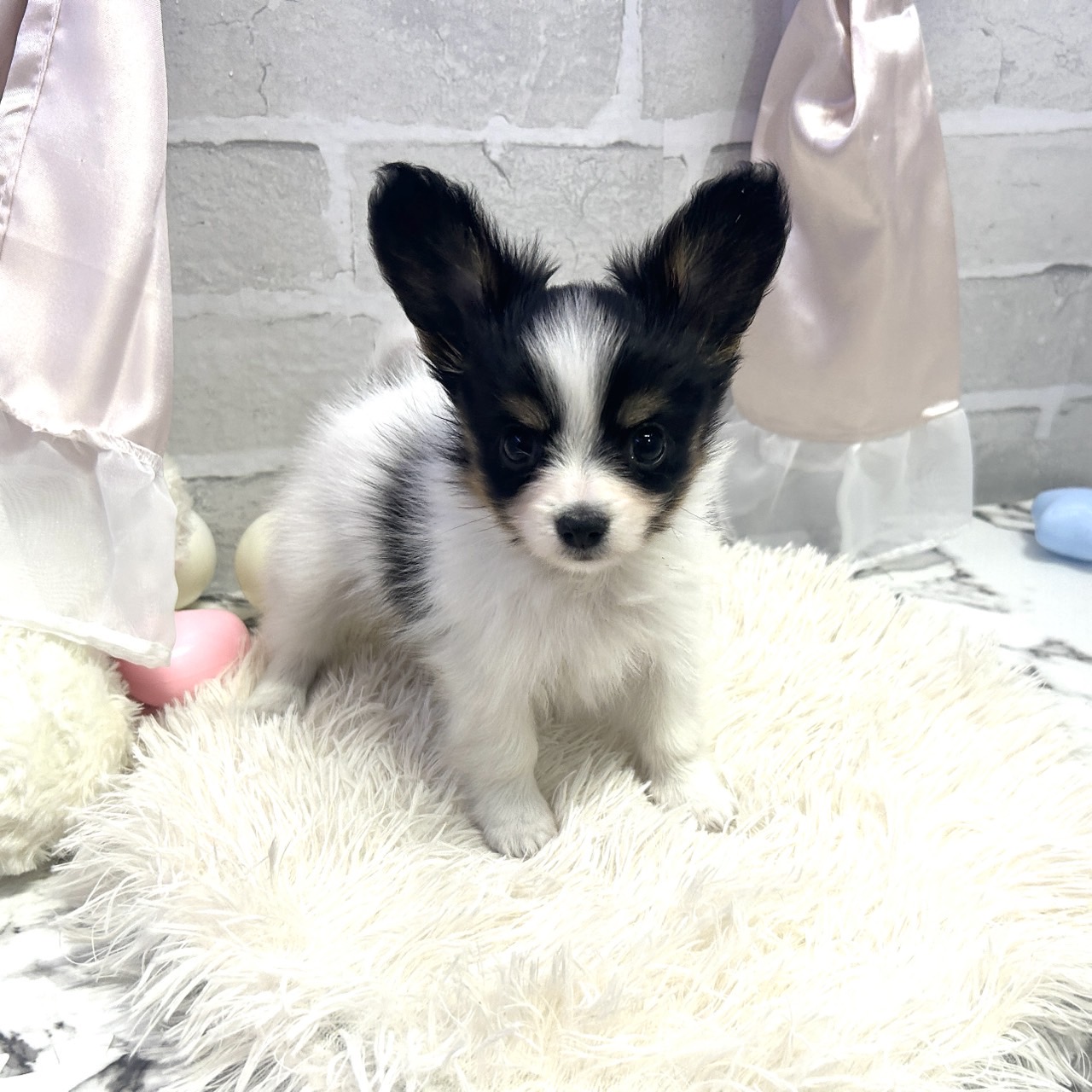 愛知県のパピヨン (犬の家＆猫の里岡崎店/2025年6月29日生まれ/女の子/トライカラー)の子犬の2枚目の画像