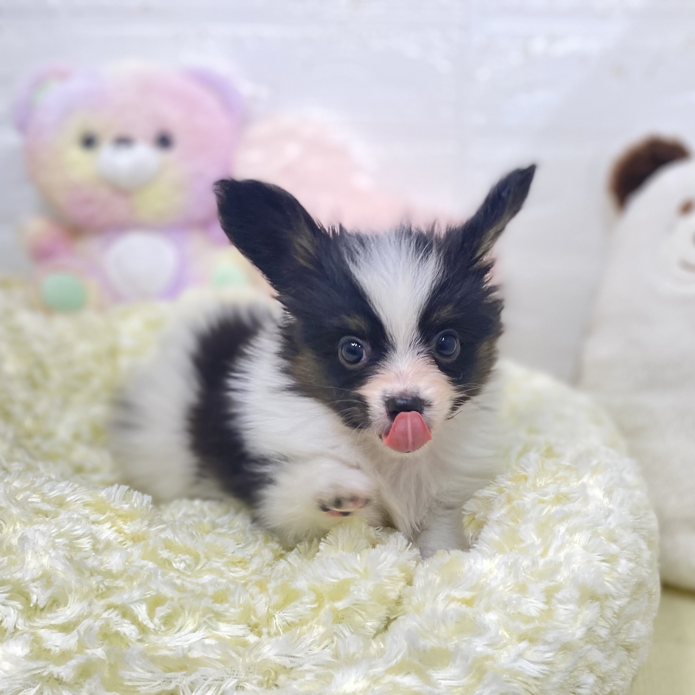 長野県のパピヨン (犬の家＆猫の里長野店/2025年6月29日生まれ/男の子/トライカラー)の子犬の2枚目の画像