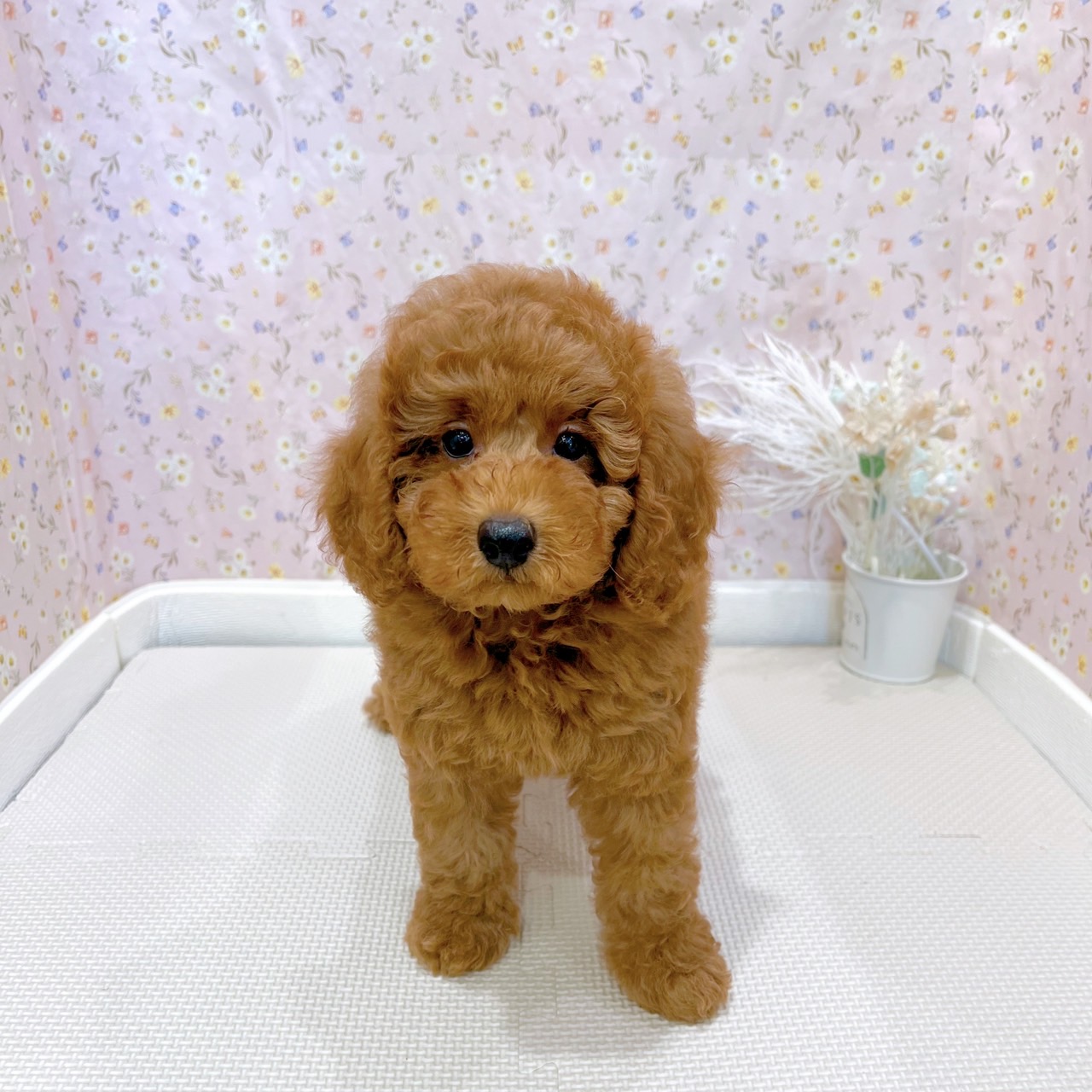 石川県のトイプードル(トイ) (犬の家＆猫の里金沢店/2025年6月30日生まれ/男の子/レッド)の子犬の1枚目の画像