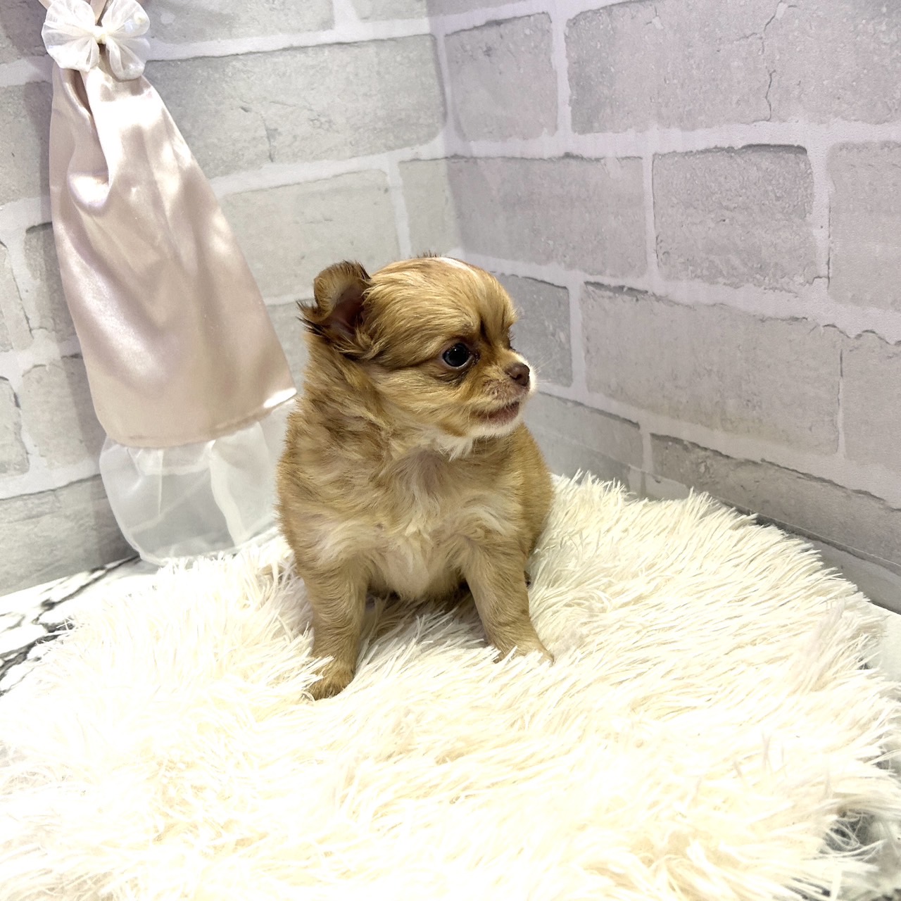 愛知県のチワワ(ロング) (犬の家＆猫の里岡崎店/2025年6月29日生まれ/女の子/レッドホワイト)の子犬の2枚目の画像