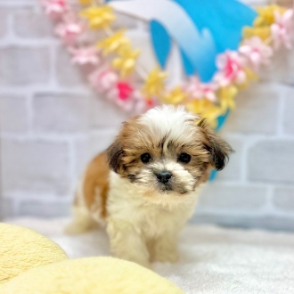 静岡県のマルズー/マルシーズ(マルチーズ×シーズー) (犬の家＆猫の里プレ葉ウォーク浜北店/2025年7月1日生まれ/男の子/ゴールドホワイト)の子犬の2枚目の画像