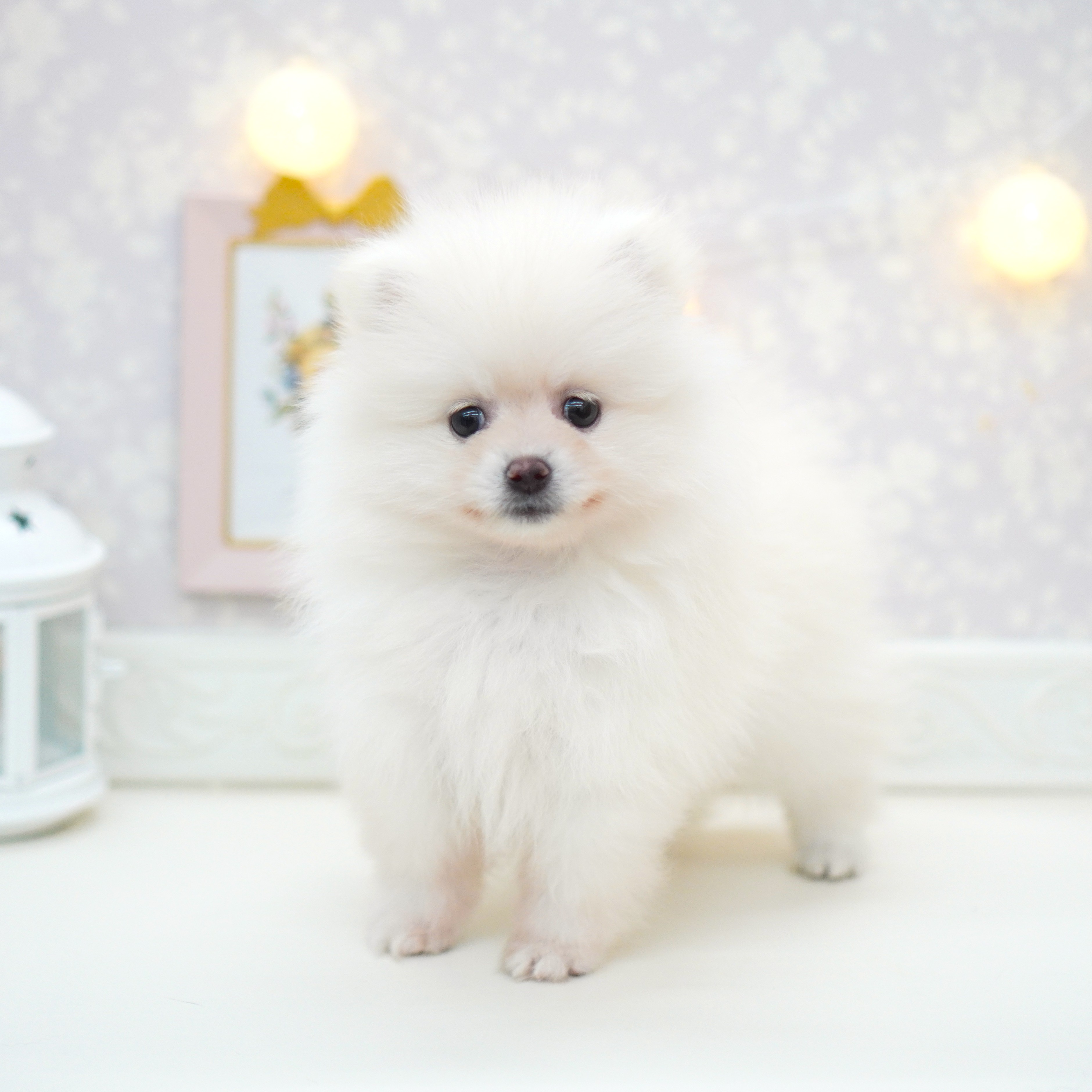 富山県のポメラニアン (犬の家＆猫の里富山店/2025年6月28日生まれ/女の子/クリーム)の子犬