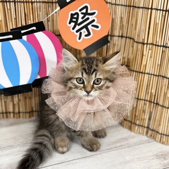 神奈川県のサイベリアン (犬の家＆猫の里小田原店/2025年6月30日生まれ/女の子/ブラウンタビーホワイト)の子猫