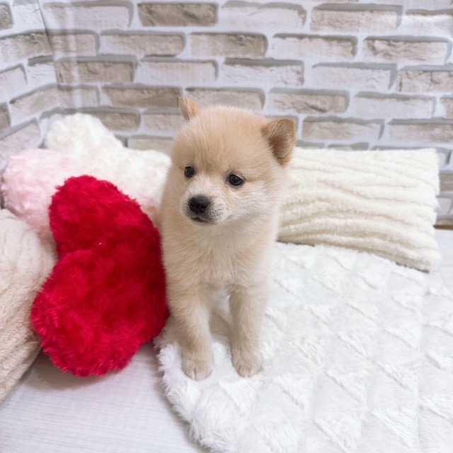 神奈川県のポメ柴/豆ポメ/ポメ豆柴(ポメラニアン×柴犬) (犬の家＆猫の里元住吉ブレーメン通り店/2025年6月29日生まれ/女の子/クリームホワイト)の子犬の1枚目の画像