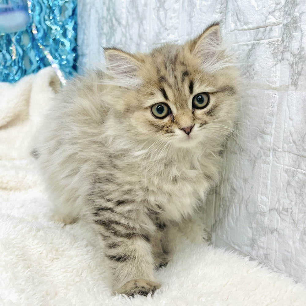 愛知県のスコティッシュストレート (犬の家＆猫の里エアポートウォーク店/2025年6月23日生まれ/女の子/ブラウンタビー)の子猫の2枚目の画像