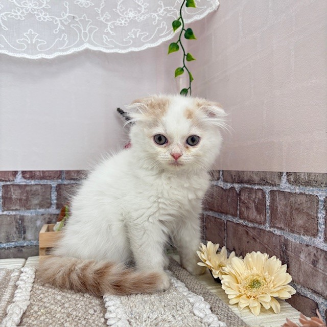 愛知県のスコティッシュフォールド (犬の家＆猫の里碧南店/2025年6月30日生まれ/男の子/クリームタビーホワイトバン)の子猫の2枚目の画像