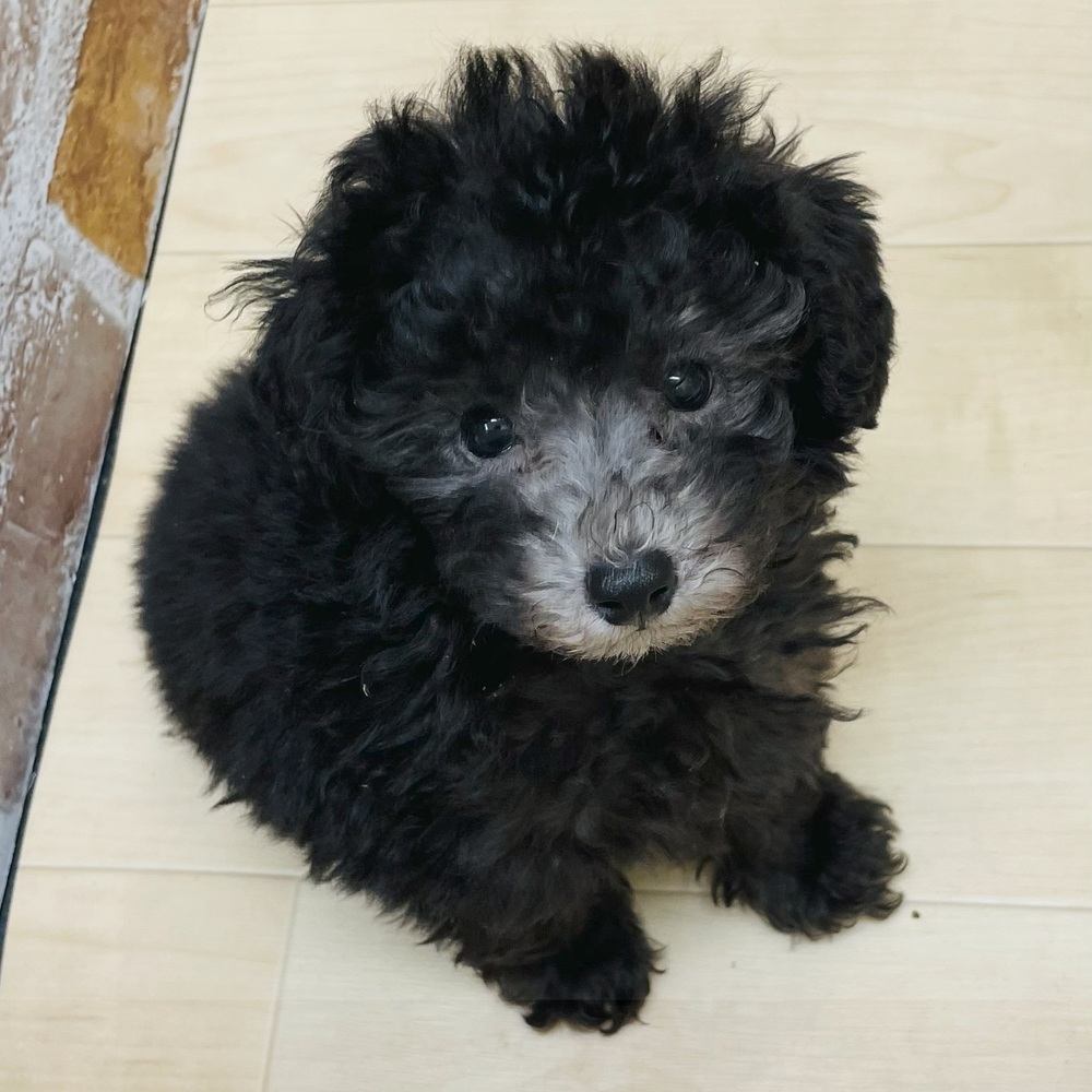 愛知県のトイプードル(トイ) (犬の家＆猫の里七宝店/2025年7月1日生まれ/男の子/シルバー)の子犬の1枚目の画像