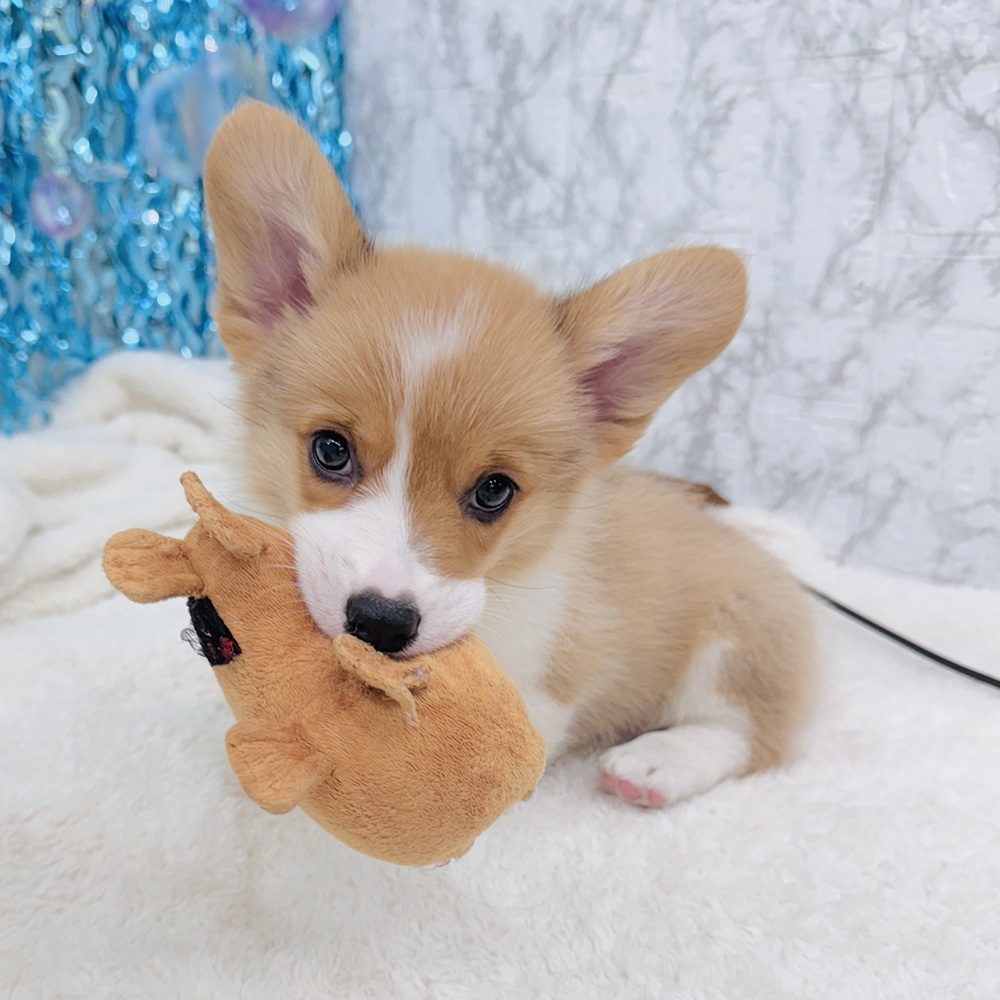 愛知県のウェルシュコーギーペンブローク (犬の家＆猫の里エアポートウォーク店/2025年7月1日生まれ/男の子/レッドホワイト)の子犬の2枚目の画像
