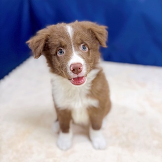 愛知県のボーダーコリー (犬の家＆猫の里一宮店/2025年6月29日生まれ/男の子/チョコレートホワイト)の子犬の2枚目の画像