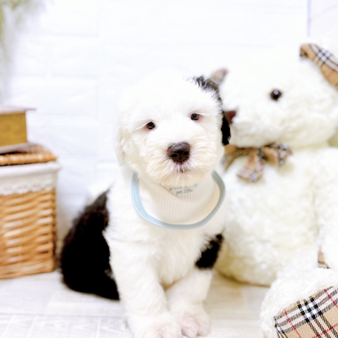 * vintage dog ❀ クルクル巻き毛がキュートな ワンちゃん curly ホビー・楽器・アート * vintage dog ❀ クルクル巻き毛が