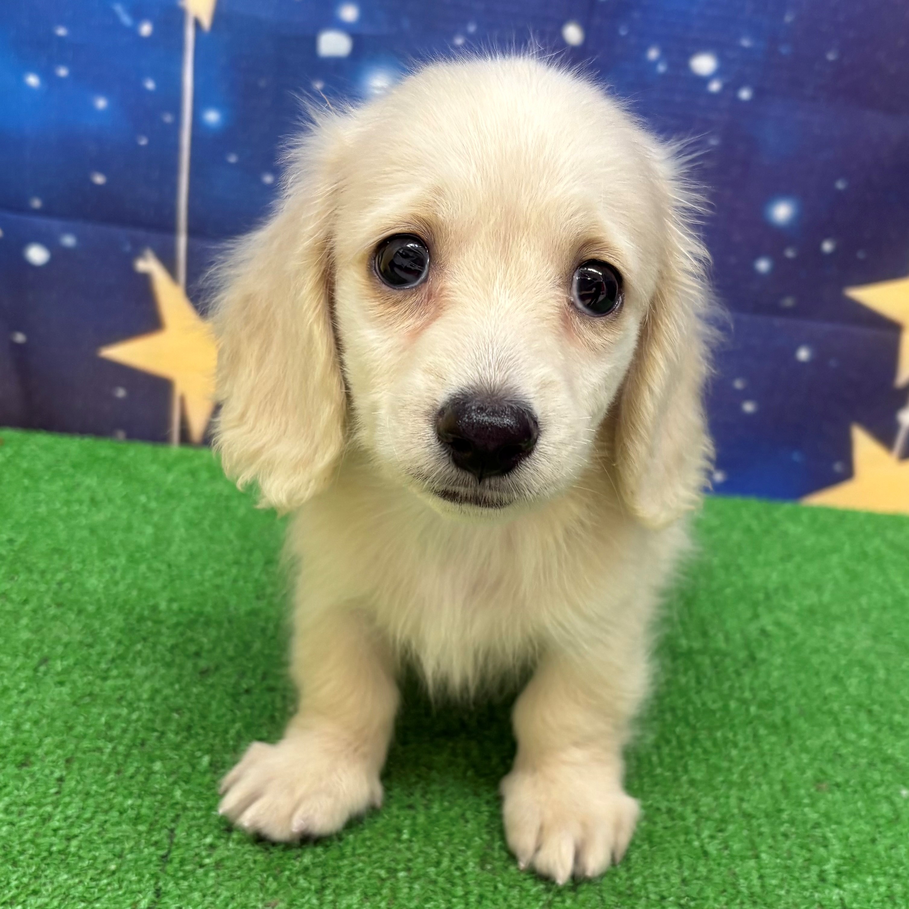 愛知県のミニチュアダックスフンド(ロング) (犬の家＆猫の里名古屋天白店/2025年6月30日生まれ/男の子/イエロー)の子犬の2枚目の画像