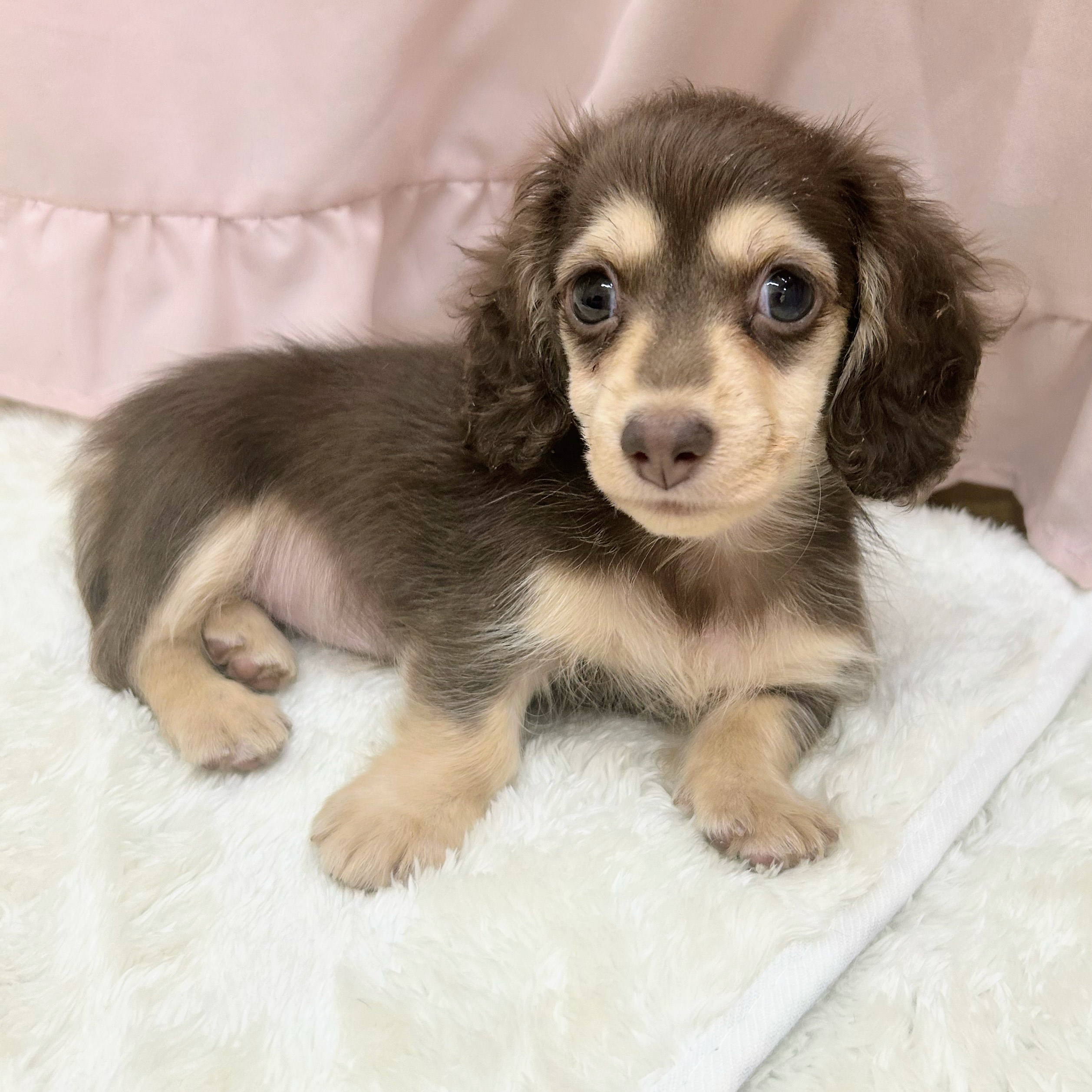 愛知県のミニチュアダックスフンド(ロング) (犬の家＆猫の里アミーゴ神の倉店/2025年6月30日生まれ/女の子/チョコレートイエロー)の子犬の2枚目の画像