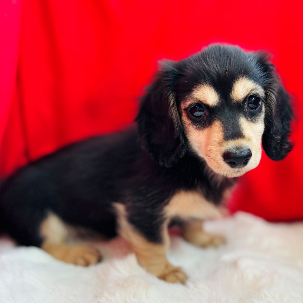 愛知県のミニチュアダックスフンド(ロング) (犬の家＆猫の里愛知刈谷店/2025年6月30日生まれ/女の子/ブラックイエロー)の子犬の2枚目の画像