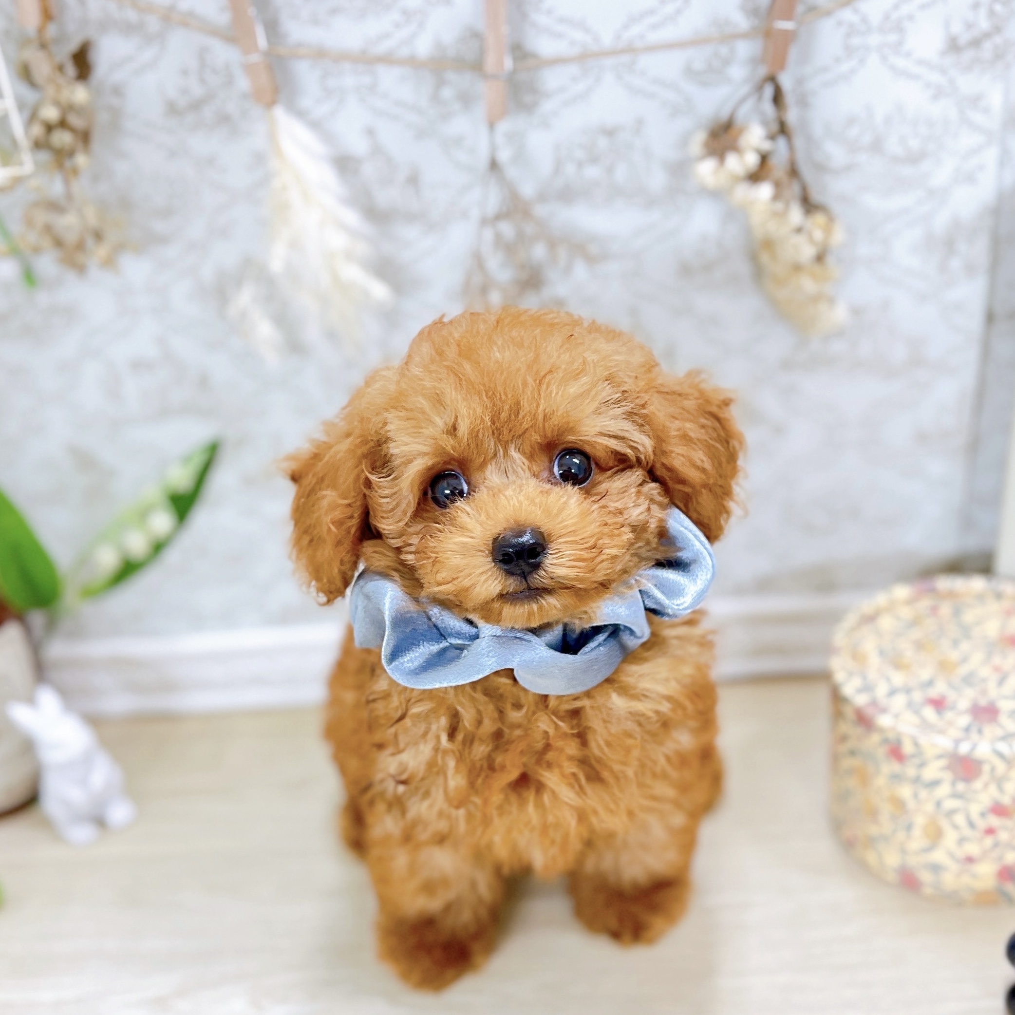 福井県のトイプードル(トイ) (犬の家＆猫の里アミーゴ福井大和田店/2025年7月2日生まれ/男の子/レッドフォーン)の子犬の1枚目の画像