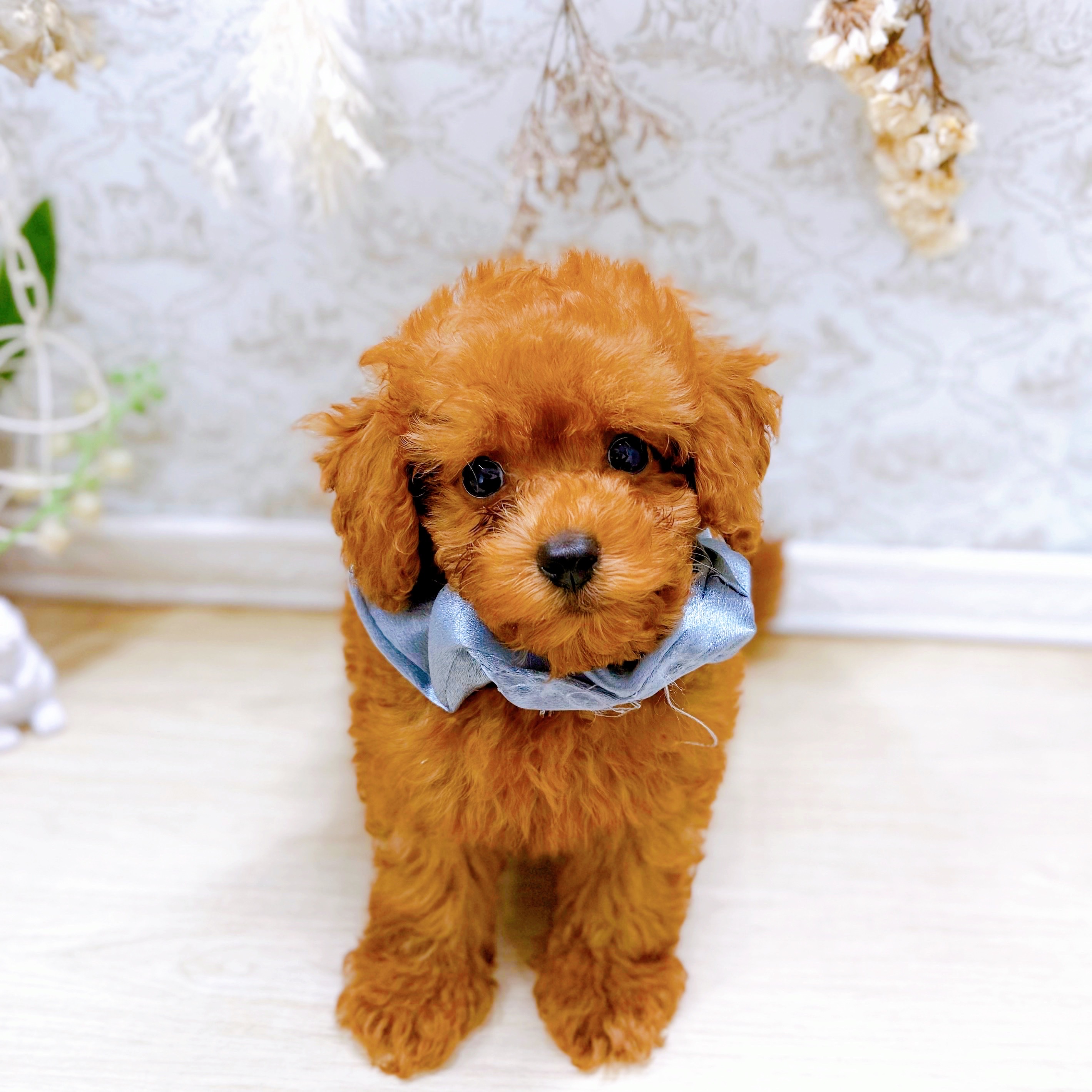 福井県のトイプードル(トイ) (犬の家＆猫の里アミーゴ福井大和田店/2025年7月2日生まれ/男の子/レッドフォーン)の子犬の2枚目の画像