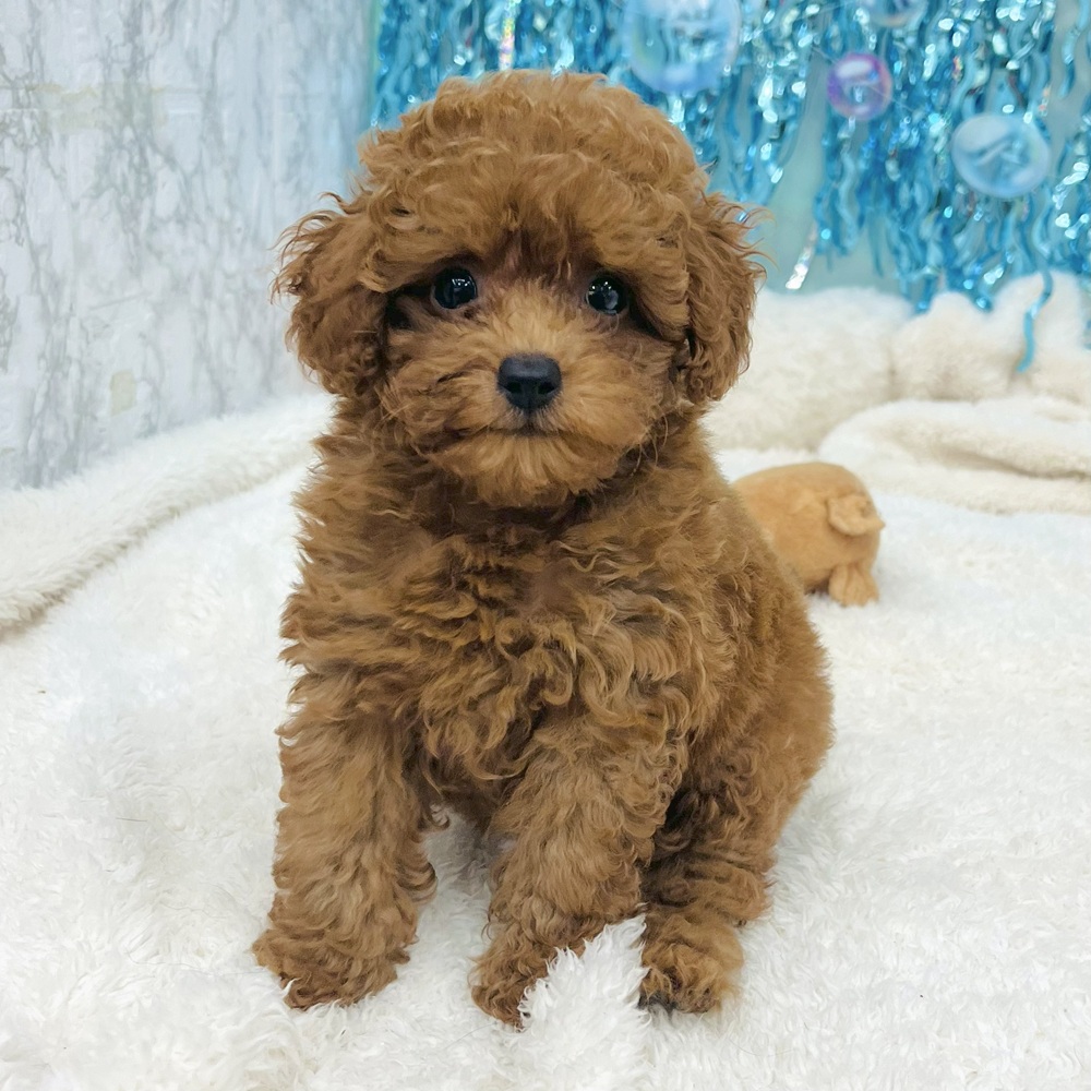 愛知県のトイプードル(トイ) (犬の家＆猫の里エアポートウォーク店/2025年7月2日生まれ/女の子/レッドフォーン)の子犬の1枚目の画像