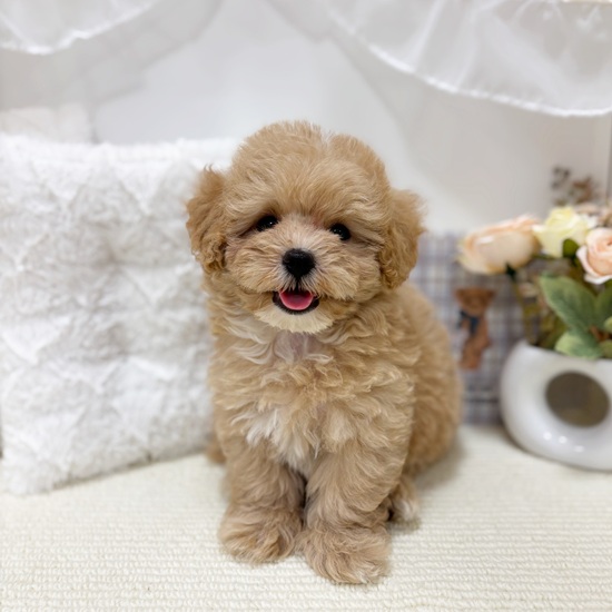 岐阜県のマルプー(マルチーズ×プードル) (犬の家＆猫の里カラフルタウン岐阜店/2025年7月1日生まれ/男の子/アプリコット)の子犬