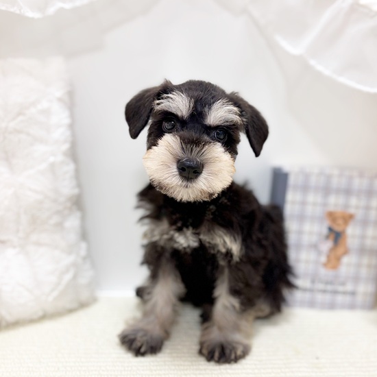 岐阜県のミニチュアシュナウザー (犬の家＆猫の里カラフルタウン岐阜店/2025年7月1日生まれ/男の子/ブラックシルバー)の子犬の1枚目の画像