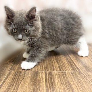 兵庫県のラガマフィン (犬の家＆猫の里カナート西神戸店/2025年6月27日生まれ/男の子/ブルーホワイト)の子猫の2枚目の画像