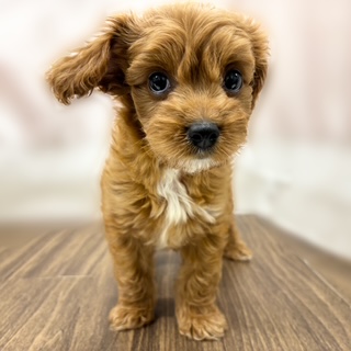 兵庫県のキャバプー(キャバリア×プードル) (犬の家＆猫の里カナート西神戸店/2025年6月28日生まれ/女の子/レッドホワイト)の子犬の2枚目の画像