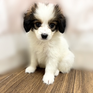 兵庫県のパピヨン (犬の家＆猫の里カナート西神戸店/2025年7月3日生まれ/女の子/ホワイトブラウン)の子犬の2枚目の画像