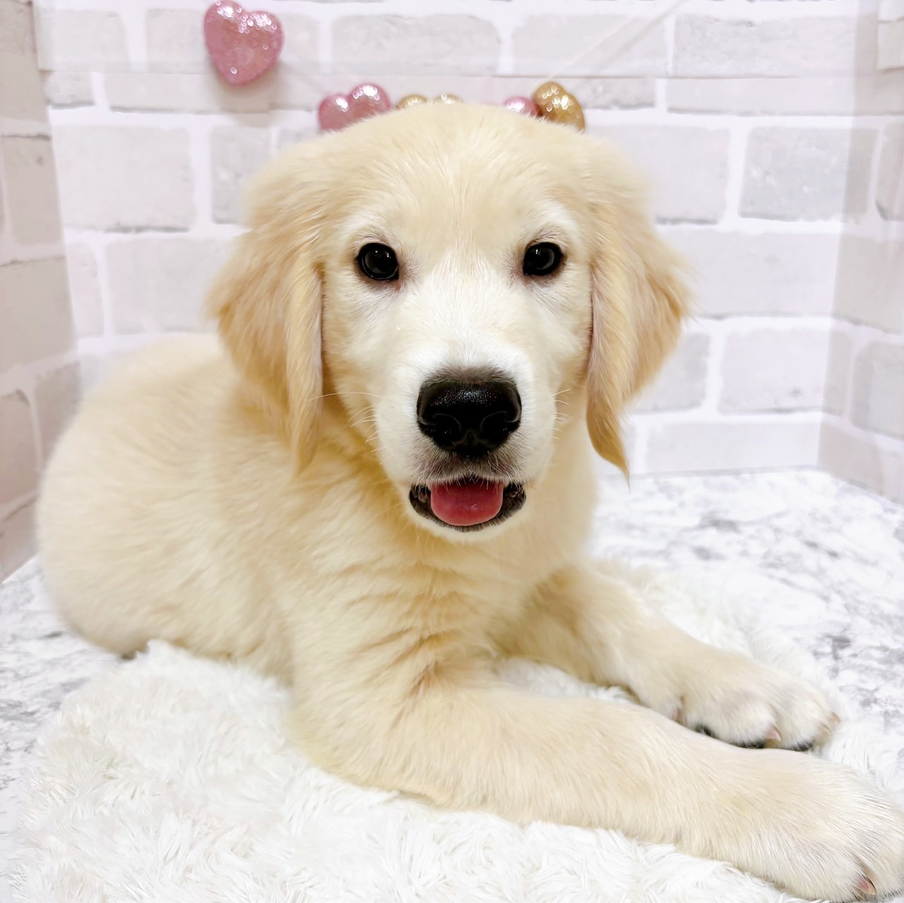 京都府のゴールデンレトリバー (犬の家＆猫の里京都精華店/2025年7月1日生まれ/男の子/クリーム)の子犬の2枚目の画像