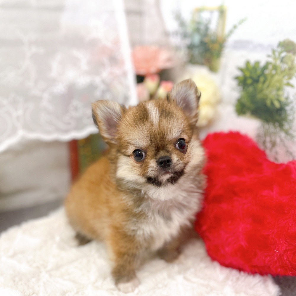 京都府のチワワ(ロング) (犬の家＆猫の里京都樟葉店/2025年6月29日生まれ/男の子/レッド)の子犬の2枚目の画像