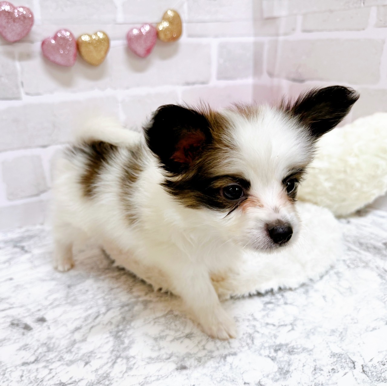 京都府のパピヨン (犬の家＆猫の里京都精華店/2025年6月30日生まれ/男の子/ホワイトブラウン)の子犬の2枚目の画像
