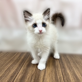 兵庫県のラグドール (犬の家＆猫の里カナート西神戸店/2025年7月3日生まれ/男の子/シールポイントバイカラー)の子猫の2枚目の画像