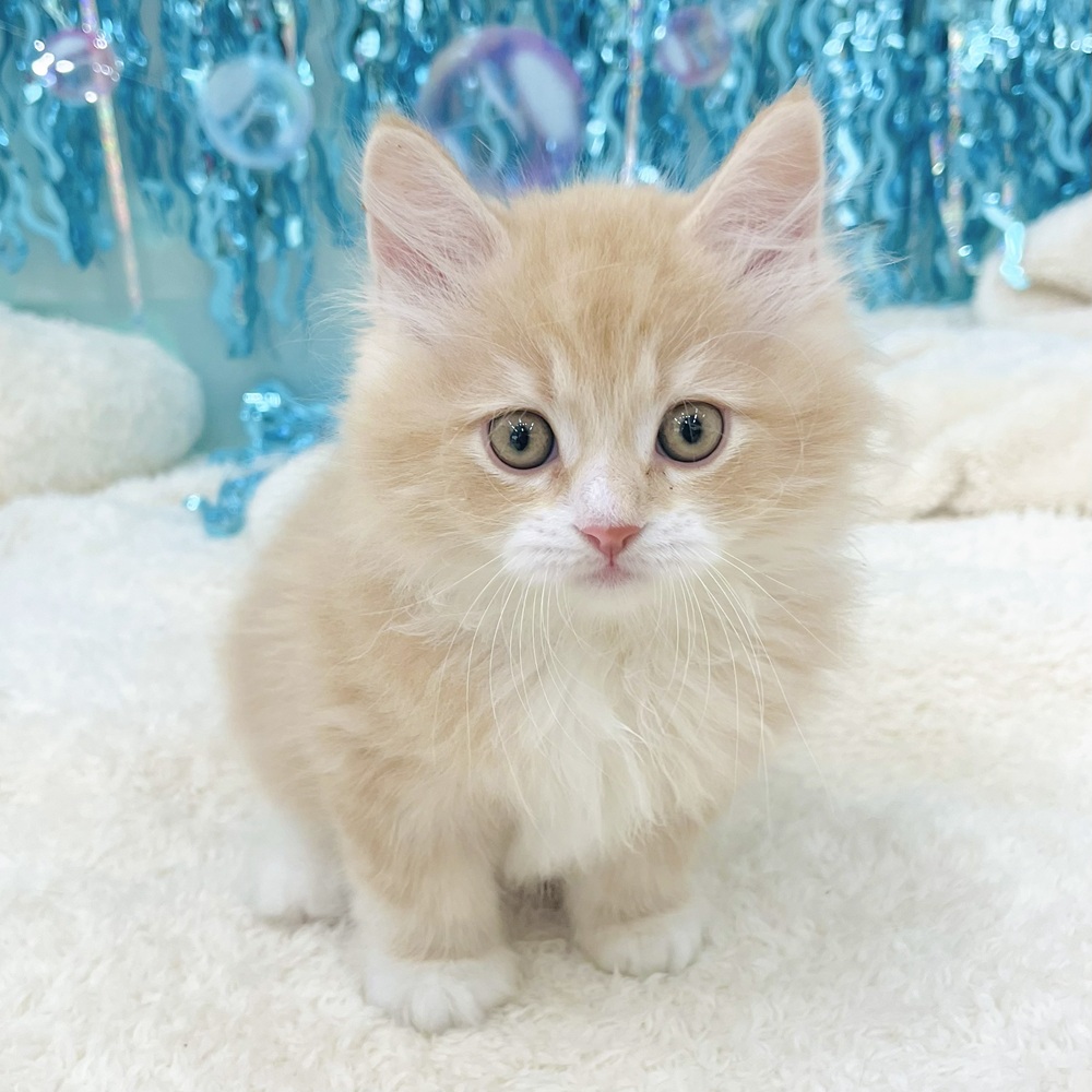 サイベリアンの写真